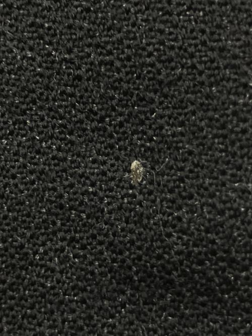 COMME des GARCONS（コムデギャルソン）COMME des GARCONS (コムデギャルソン) HP-07023L　ウールパンツ ブラック サイズ:Lの古着・服飾アイテム