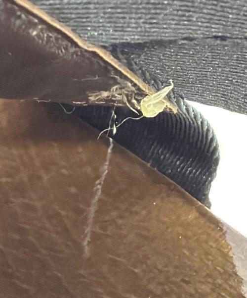 FENDI（フェンディ）FENDI (フェンディ) ミュール ブラウン サイズ:SIZE 22cmの古着・服飾アイテム