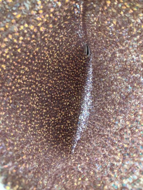 ANTEPRIMA（アンテプリマ）ANTEPRIMA (アンテプリマ) ワイヤーバッグ ピンクの古着・服飾アイテム