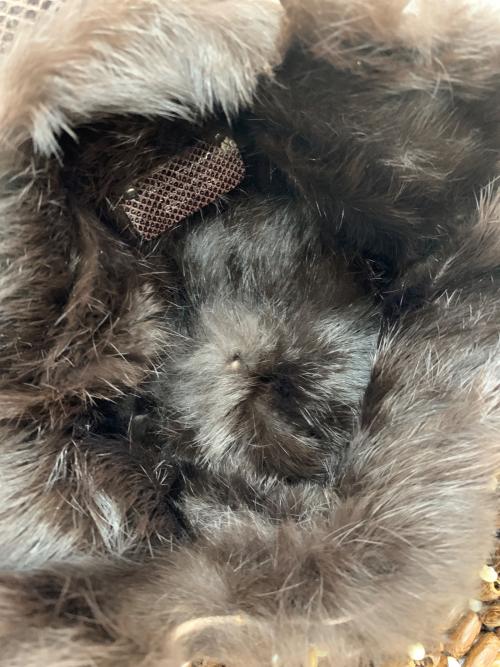 Salvatore Ferragamo（サルヴァトーレ フェラガモ）Salvatore Ferragamo (サルヴァトーレ フェラガモ) ガンチーニ ショルダーバッグ ブラウンの古着・服飾アイテム