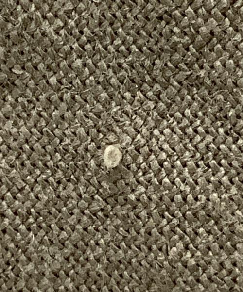 SACRA（サクラ）SACRA (サクラ) SACRA(サクラ)リネンバイアスロングスカート ベージュ サイズ:36の古着・服飾アイテム