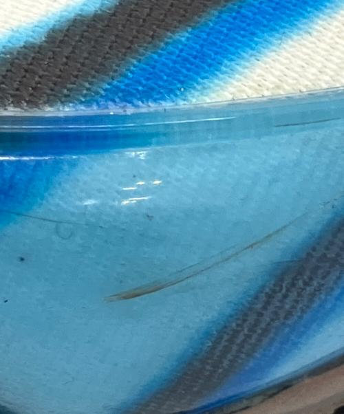 NIKE（ナイキ）NIKE (ナイキ) AIR MAX DELUXE ブルー×ホワイト サイズ:27の古着・服飾アイテム