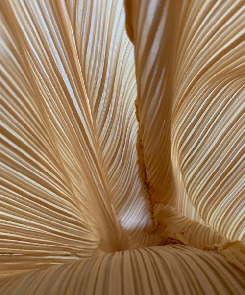 PLEATS PLEASE（プリーツプリーズ）PLEATS PLEASE (プリーツプリーズ) プリーツワイドパンツ イエロー サイズ:3の古着・服飾アイテム