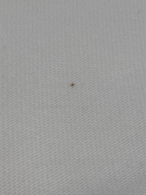 POLO RALPH LAUREN（ポロ・ラルフローレン）POLO RALPH LAUREN (ポロ・ラルフローレン) ジップパーカー ホワイト サイズ:SIZE Lの古着・服飾アイテム