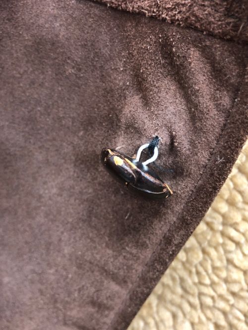Schott（ショット）Schott (ショット) ムートンコート ブラウン サイズ:40の古着・服飾アイテム