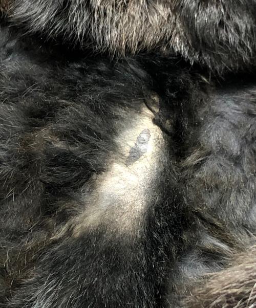 BALMAIN（バルマン）BALMAIN (バルマン) コート ブラック サイズ:9の古着・服飾アイテム