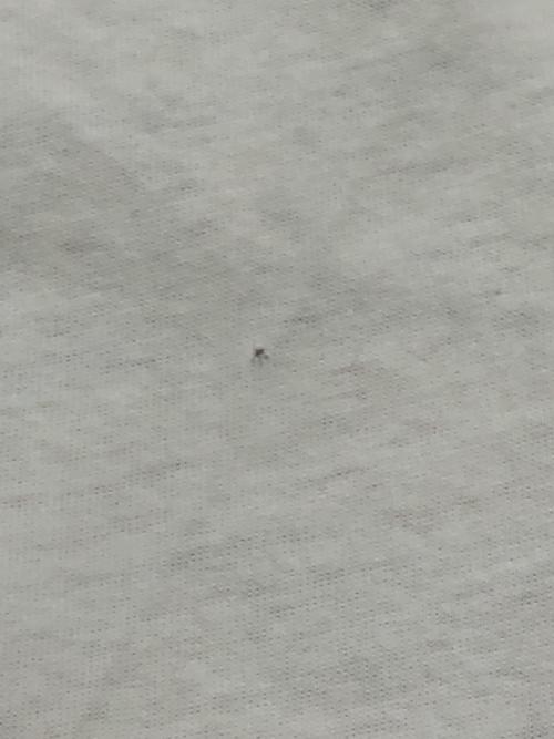 DELTA（デルタ）DELTA (デルタ) 90's SPAMラグランTシャツ パープル×ホワイト サイズ:XLの古着・服飾アイテム