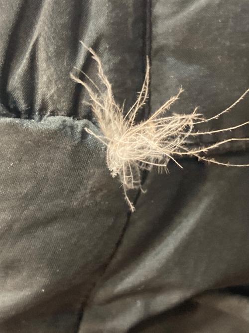 Patagonia（パタゴニア）Patagonia (パタゴニア) ダウンジャケット ブラック サイズ:Ｓの古着・服飾アイテム