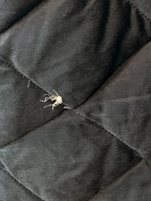 Eddie Bauer（エディーバウアー）Eddie Bauer (エディーバウアー) キルティングジャケット ブラック サイズ:Lの古着・服飾アイテム