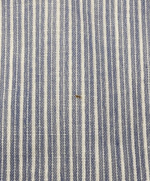 AURALEE（オーラリー）AURALEE (オーラリー) GIZA LIGHT WEIGHT DOUBLE-CLOTH SHIRTS スカイブルー サイズ:3の古着・服飾アイテム