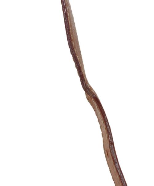 CELINE（セリーヌ）CELINE (セリーヌ) 馬車金具ショルダーバッグ ブラウンの古着・服飾アイテム