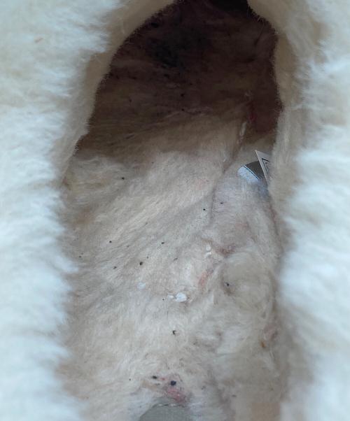 UGG（アグ）UGG (アグ) Tazzlita ブラウン サイズ:SIZE 26cmの古着・服飾アイテム