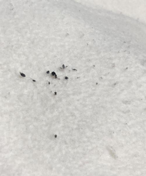 Champion（チャンピオン）Champion (チャンピオン) BEAMS (ビームス) 別注スウェットカーゴパンツ グレー サイズ:Mの古着・服飾アイテム