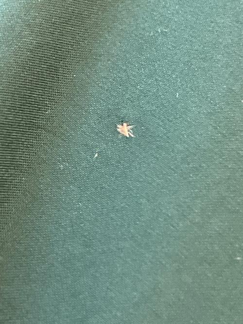 Patagonia（パタゴニア）Patagonia (パタゴニア) リバーシブルサイレントダウンジャケット グリーン サイズ:Freeの古着・服飾アイテム