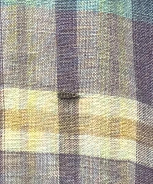 BROOKS BROTHERS（ブルックスブラザーズ）BROOKS BROTHERS (ブルックスブラザーズ) USA製 マドラスチェック パンツ パープル サイズ:不明の古着・服飾アイテム
