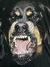 中古・古着 GIVENCHY (ジバンシィ) Rottweiler Printed T-Shirt ブラック サイズ:XL：30000円