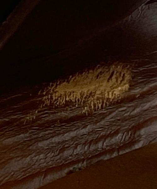 CELINE（セリーヌ）CELINE (セリーヌ) パイソンベルトサンダル ブラウン サイズ:36の古着・服飾アイテム