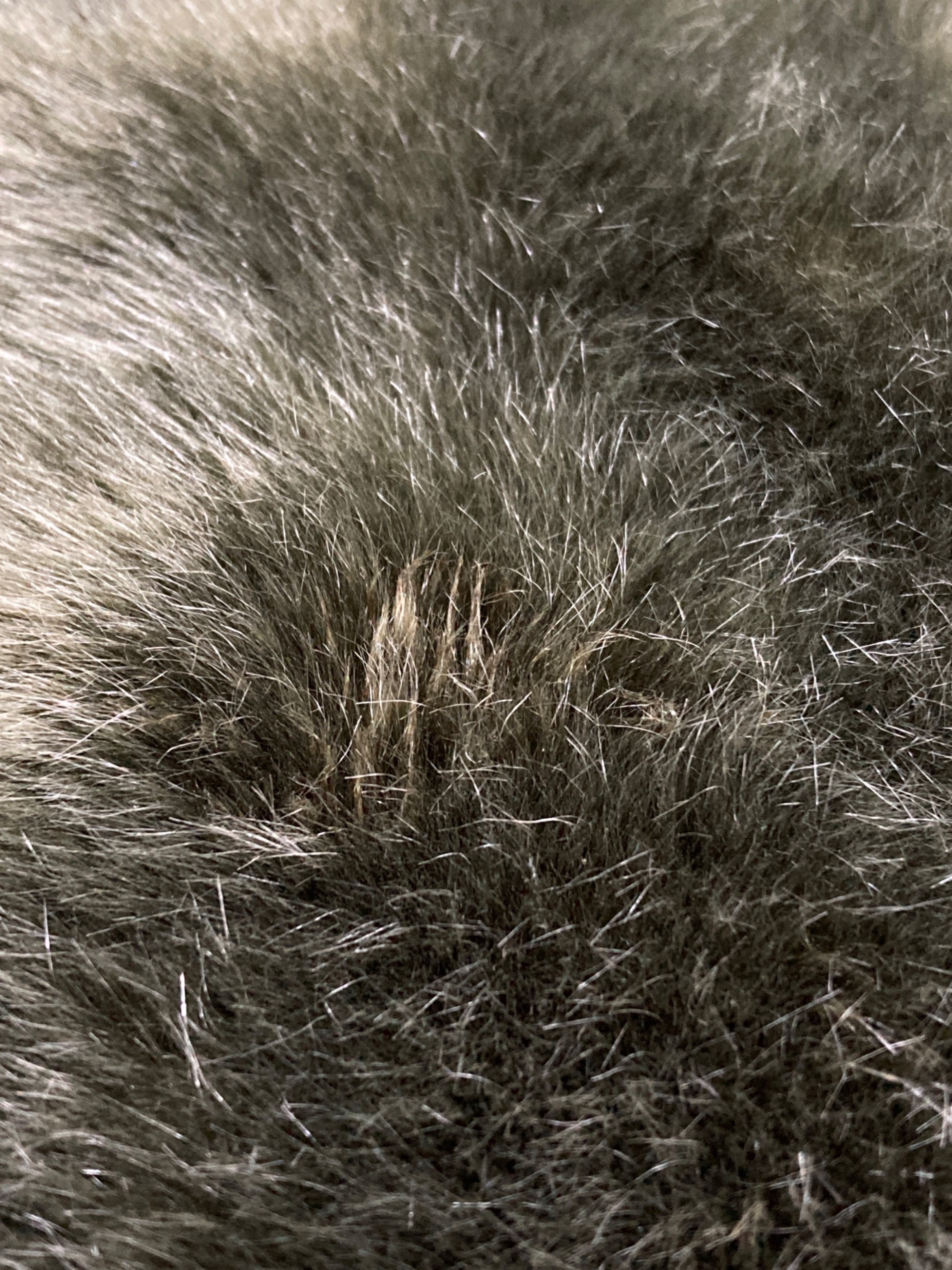 中古・古着通販】a point etc (アー ポワン ウテセ) フェイクファー