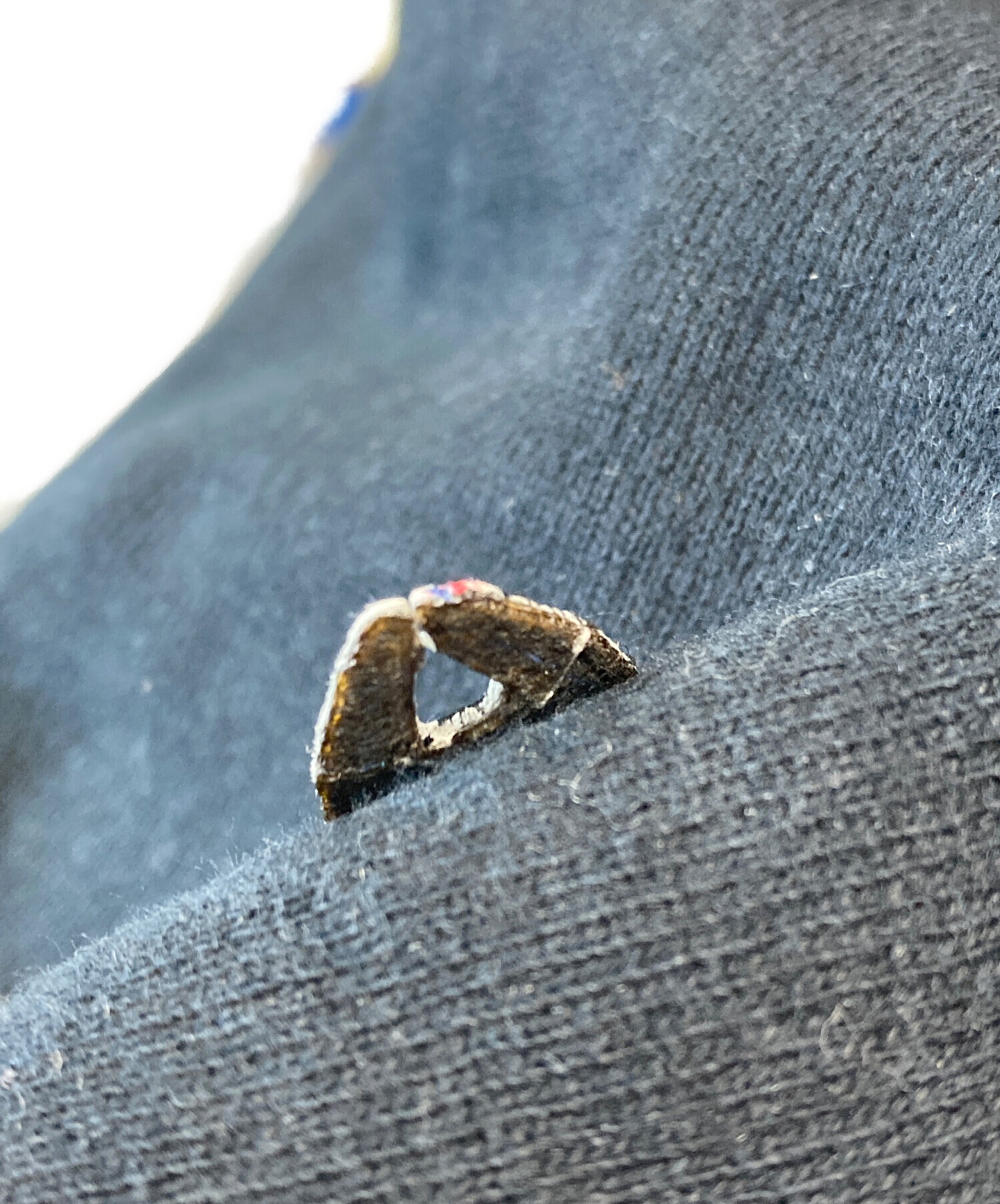 中古・古着通販】Champion REVERSE WEAVE (チャンピオン リバース 