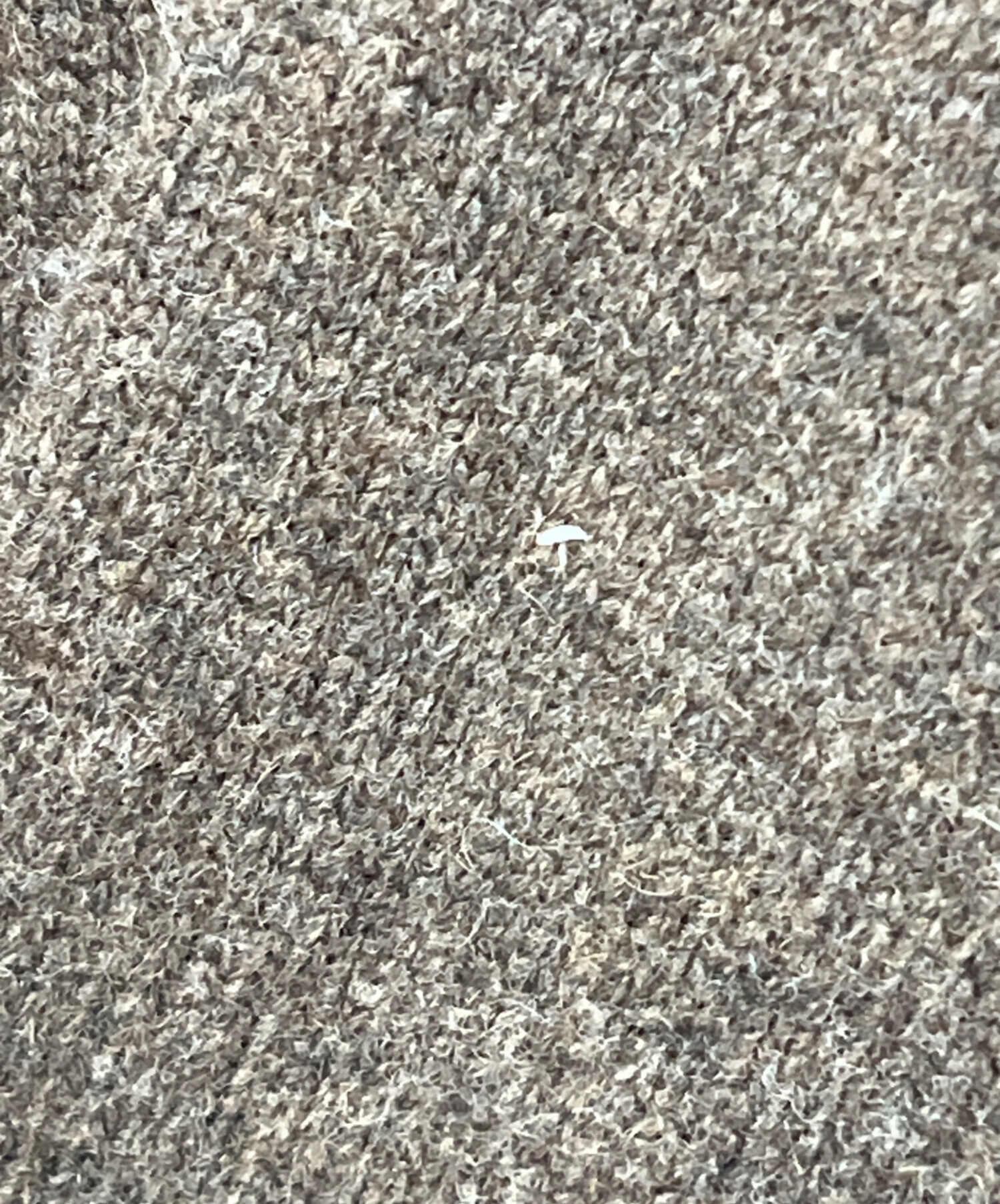 中古・古着通販】TODAYFUL (トゥデイフル) Merinowool Crewneck Knit